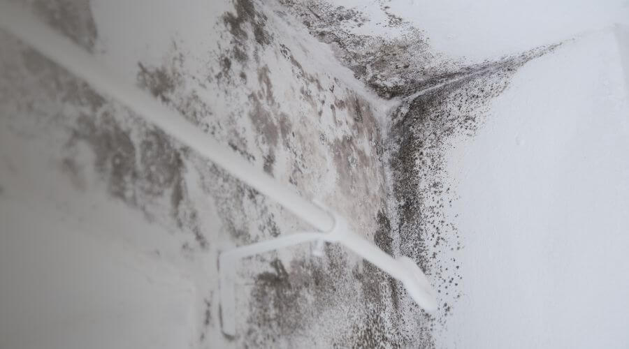 Why choose RevivaTeam for water damage restoration in Gilroy